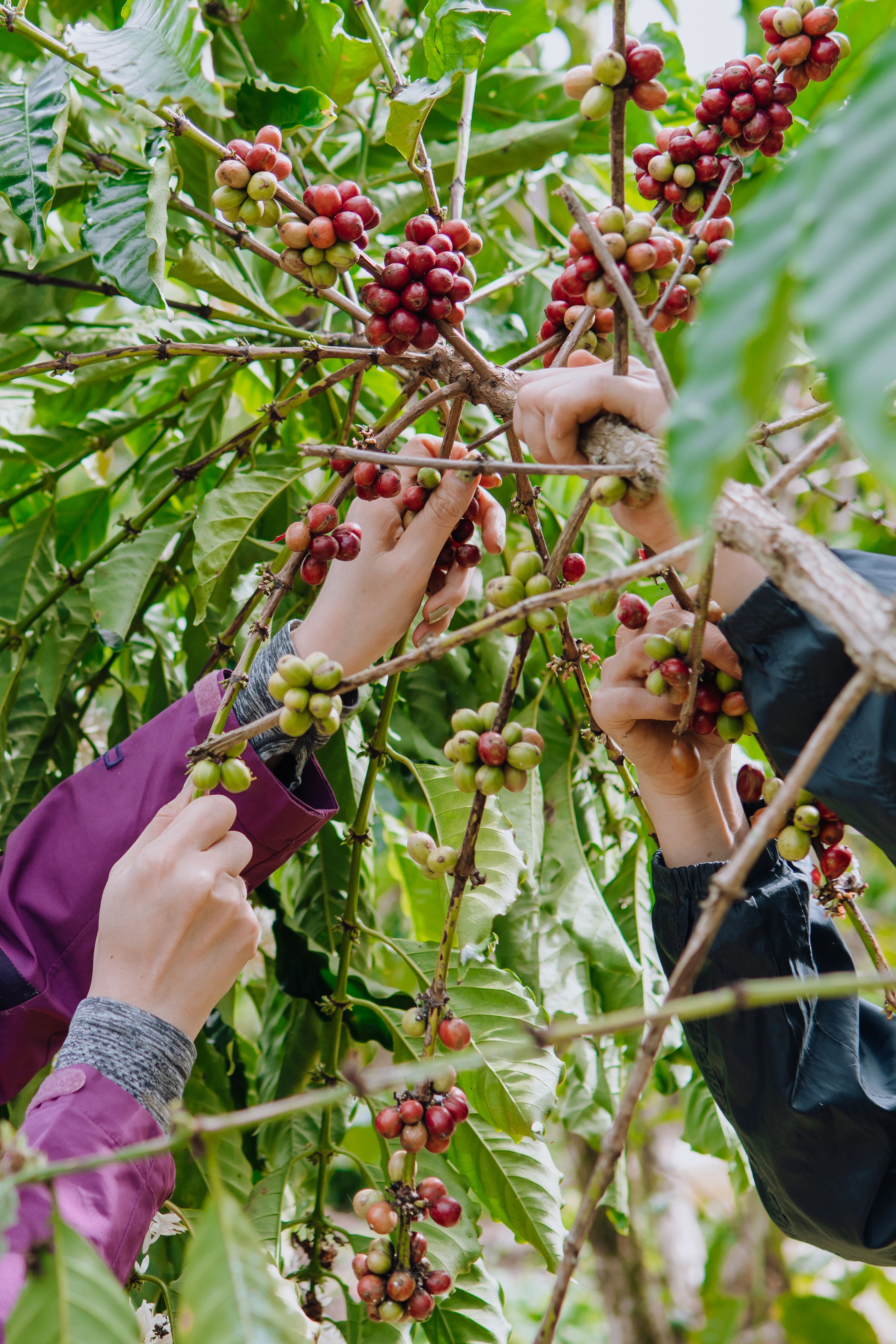 Vietnamese coffee harvest — agricultural products sourcing by Vincaro